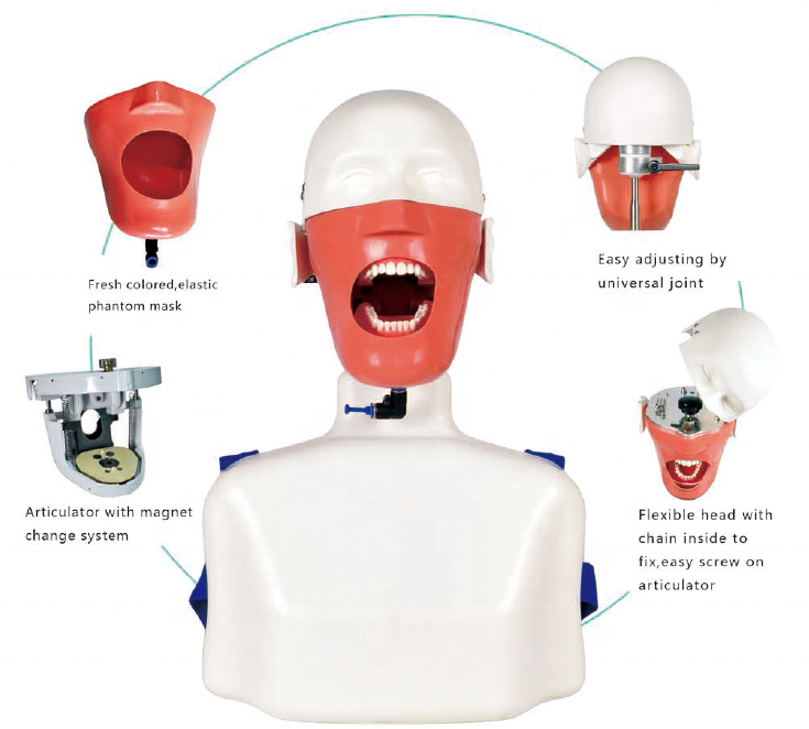 Lab Educational Chair-Mounted  - Medical Lab Science 评论和价格